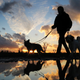 Illustration for article titled For the Love of Dogs, Make Daylight Saving Time Permanent Everywhere
